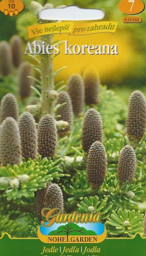 Z - Abies koreana